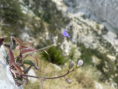 Campanula montenegrina