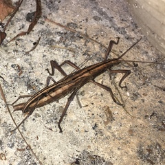 Anisomorpha buprestoides