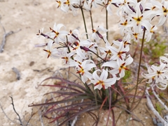 Leucocoryne appendiculata