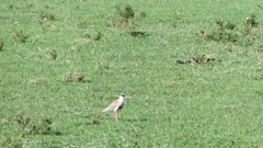 Vanellus coronatus