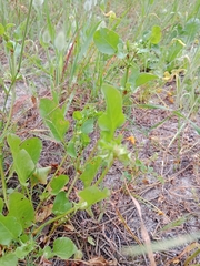 Rumex hypogaeus