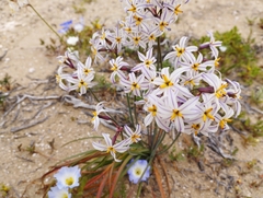 Leucocoryne appendiculata