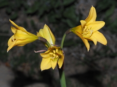 Zephyranthes bagnoldii