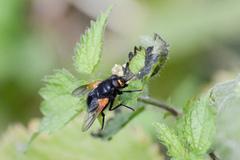 Mesembrina meridiana