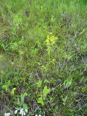 Pastinaca sativa sylvestris