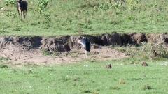 Leptoptilos crumenifer