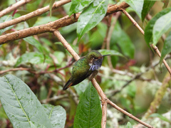 Selasphorus flammula