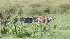 Tragelaphus oryx pattersonianus
