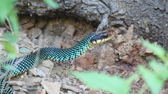 Drymobius margaritiferus