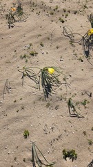 Zephyranthes bagnoldii