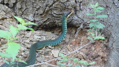 Drymobius margaritiferus