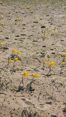Zephyranthes bagnoldii