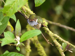 Selasphorus flammula