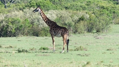 Giraffa camelopardalis tippelskirchi