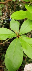 Terminalia catappa