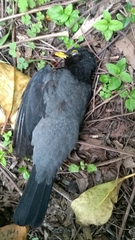 Turdus flavipes