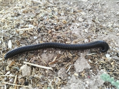 Archispirostreptus syriacus