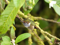 Selasphorus flammula
