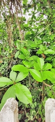 Terminalia catappa
