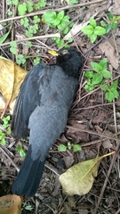 Turdus flavipes