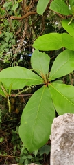 Terminalia catappa