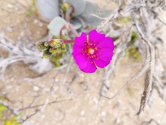 Cistanthe cachinalensis