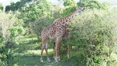 Giraffa camelopardalis tippelskirchi
