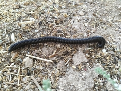 Archispirostreptus syriacus