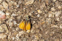 Copaeodes aurantiaca