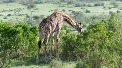 Giraffa camelopardalis tippelskirchi