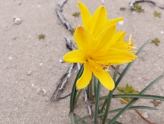 Zephyranthes bagnoldii