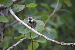 Poecile atricapillus image