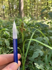 Carex typhina