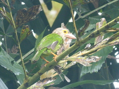 Psilopogon lineatus