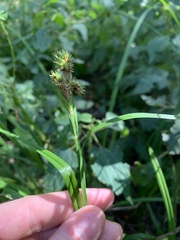 Carex typhina