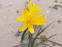 Zephyranthes bagnoldii
