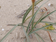Zephyranthes bagnoldii