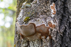 Phellinus tremulae