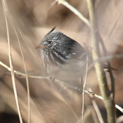Anairetes flavirostris