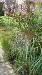 Miscanthus sinensis
