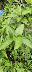 Ficus hispida