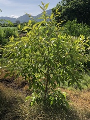 Bunchosia biocellata