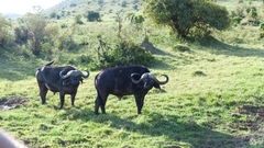 Syncerus caffer caffer