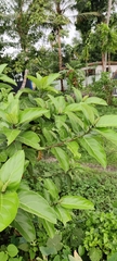 Ficus hispida