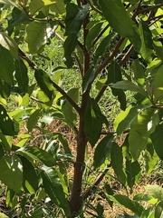 Bunchosia biocellata