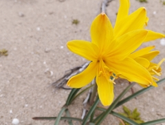 Zephyranthes bagnoldii