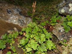 Heuchera alba