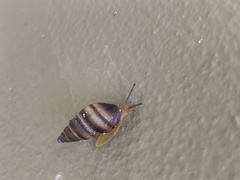 Bulimulus guadalupensis