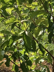 Bunchosia biocellata