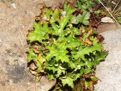 Heuchera alba